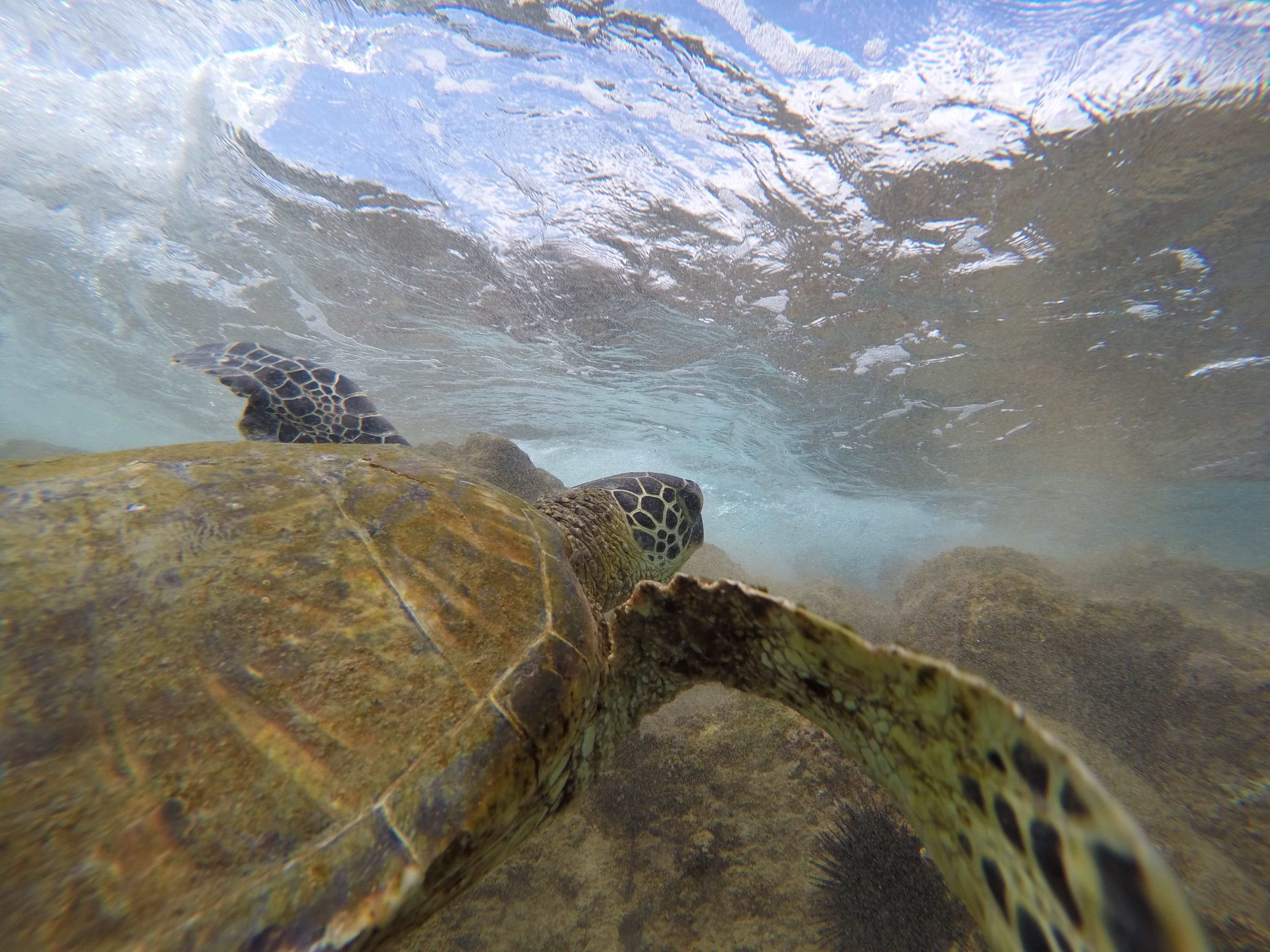 Camper-submitted photo at Kanaha Beach Park near Lahaina, HI
