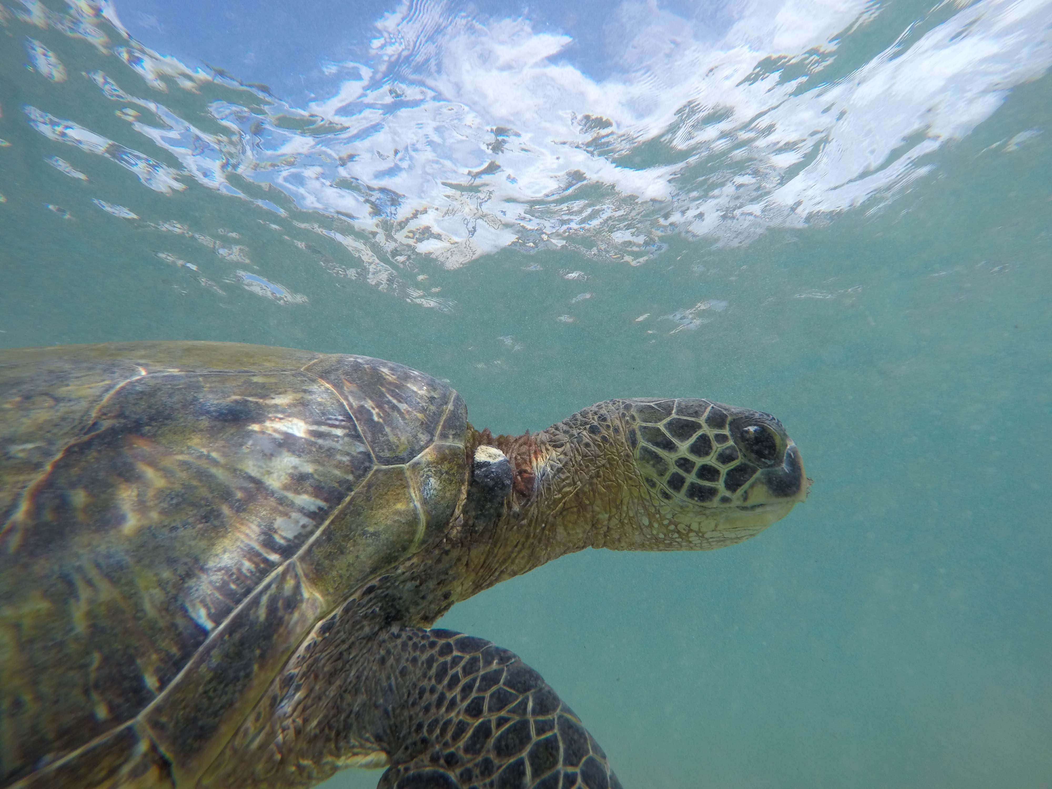 Camper-submitted photo at Kanaha Beach Park near Lahaina, HI