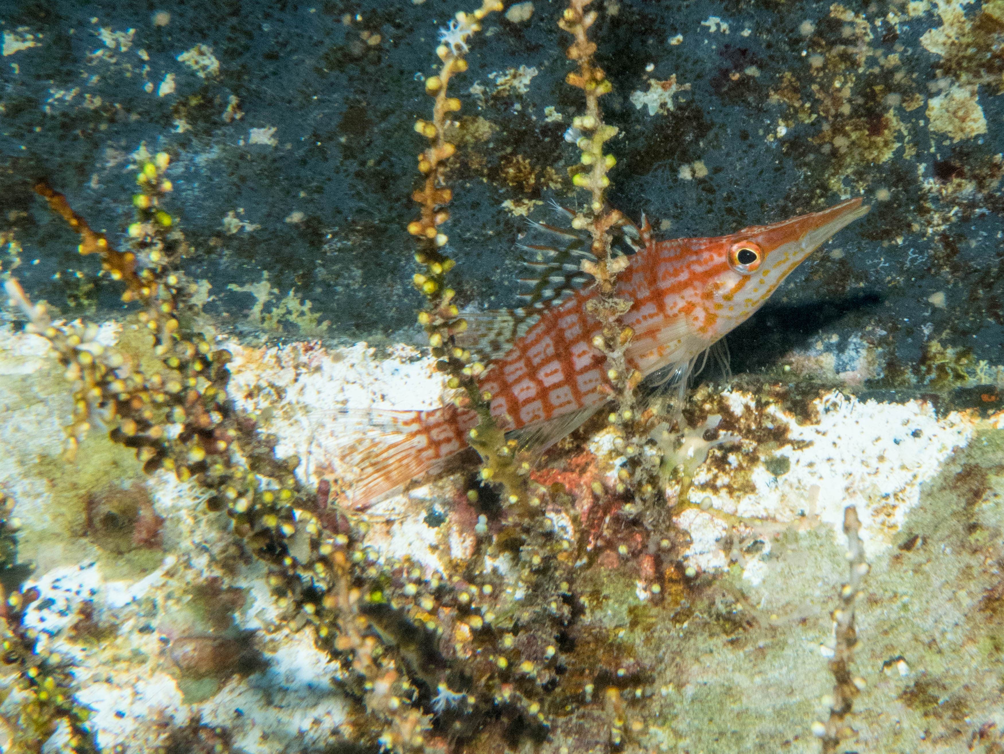 Camper-submitted photo at Manuka State Wayside near Kailua, HI
