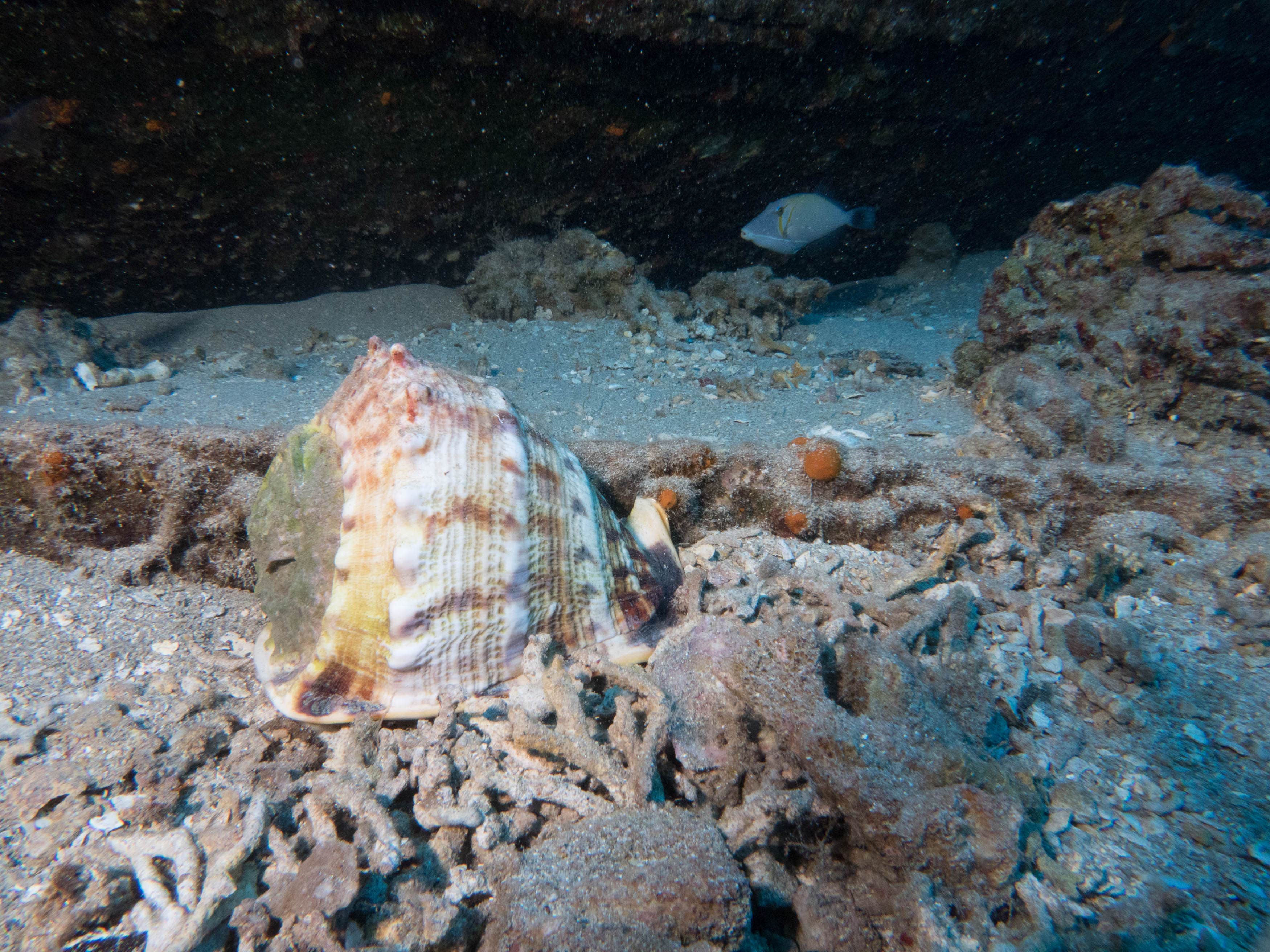 Camper-submitted photo at Manuka State Wayside near Kailua, HI