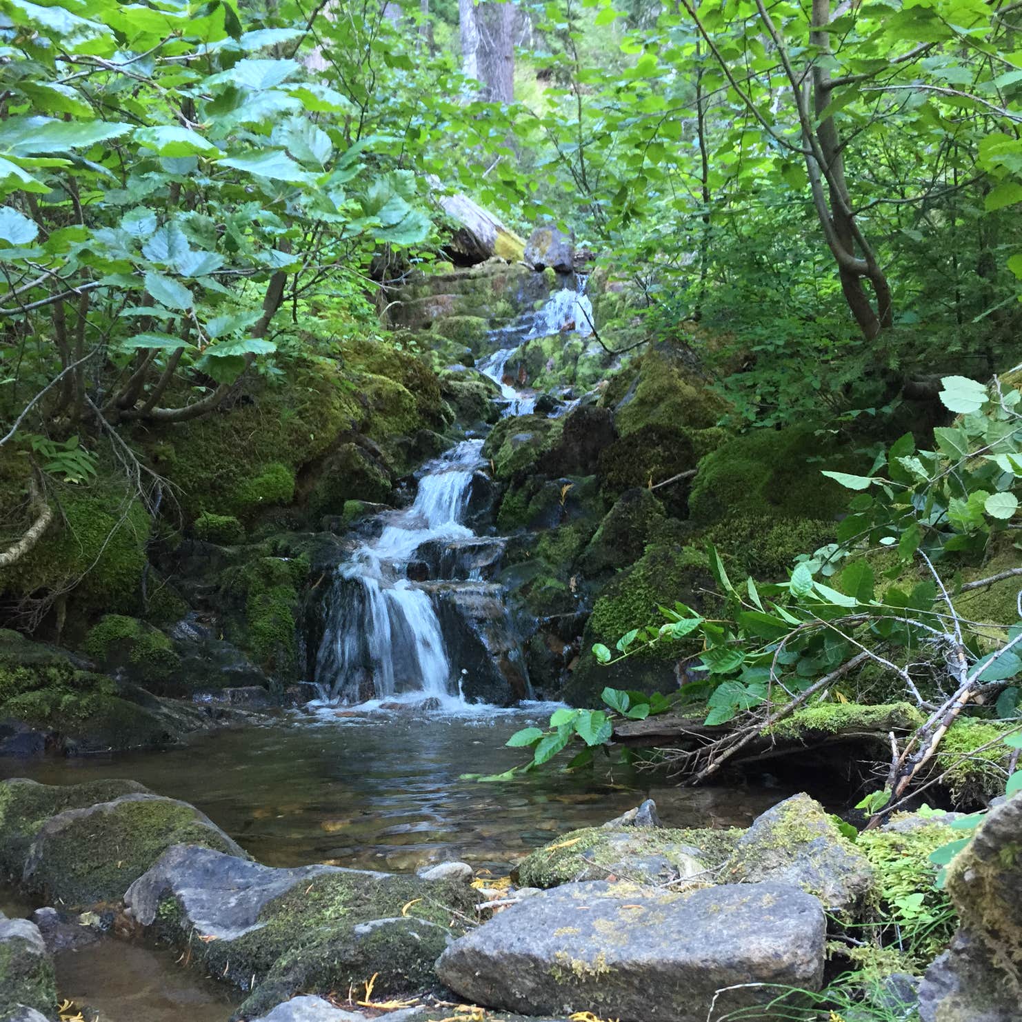 Big Pines Campground Yakima River Canyon Camping The Dyrt