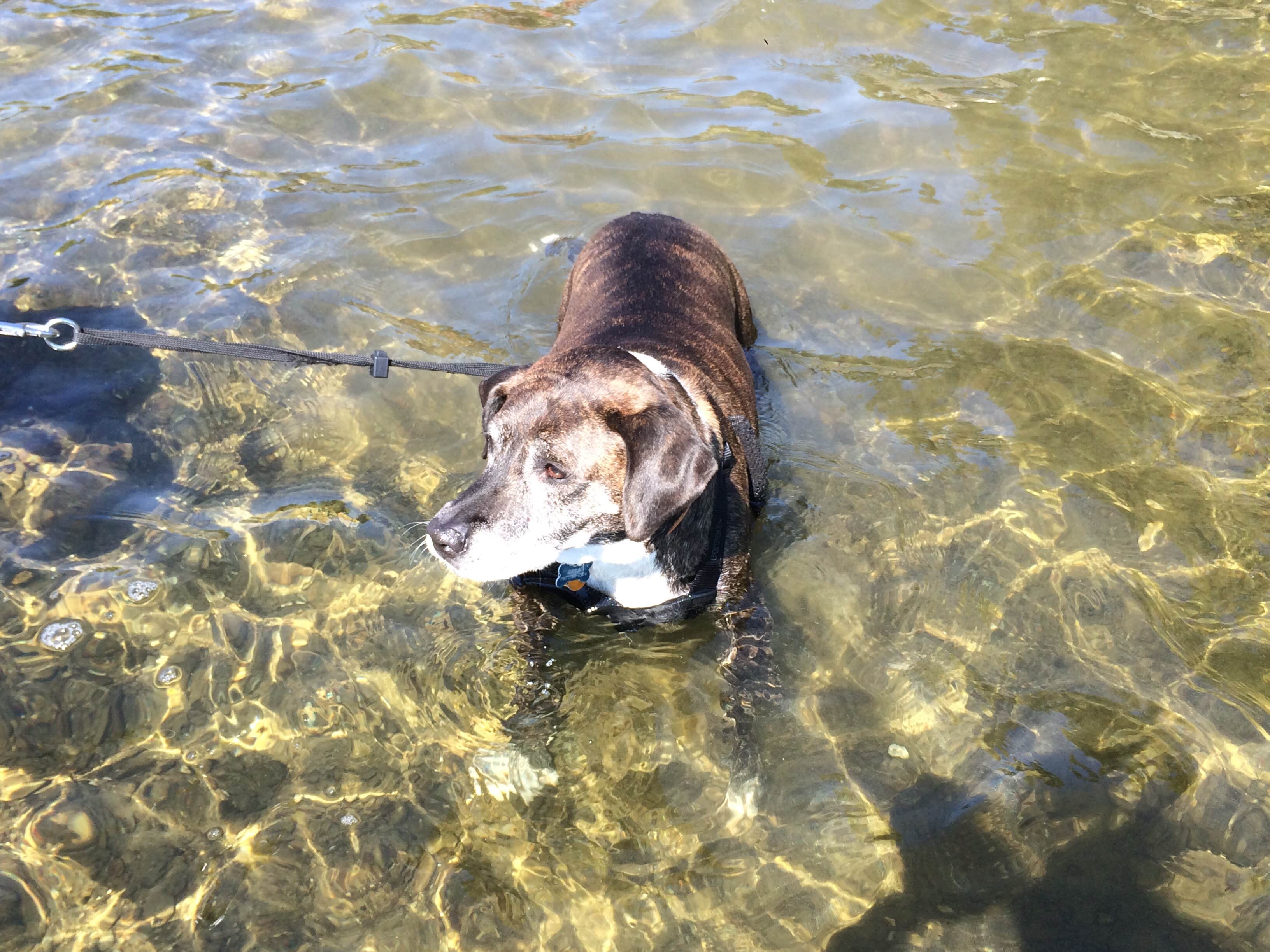 Rosie R.'s photo of camping with pets at Lake Taghkanic State Park Campground near Lagrangeville, NY