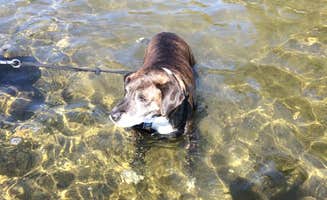 Rosie R.'s photo of camping with pets at Lake Taghkanic State Park Campground near Catskill, NY