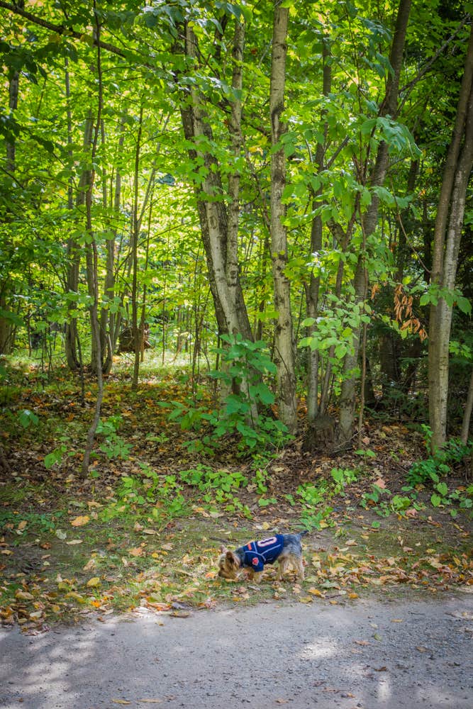 Meg  S.'s photo of camping with pets at South Nicolet Bay Campground — Peninsula State Park near Menominee, MI