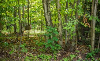 Meg S.'s photo of camping with pets at South Nicolet Bay Campground — Peninsula State Park near Menominee, MI