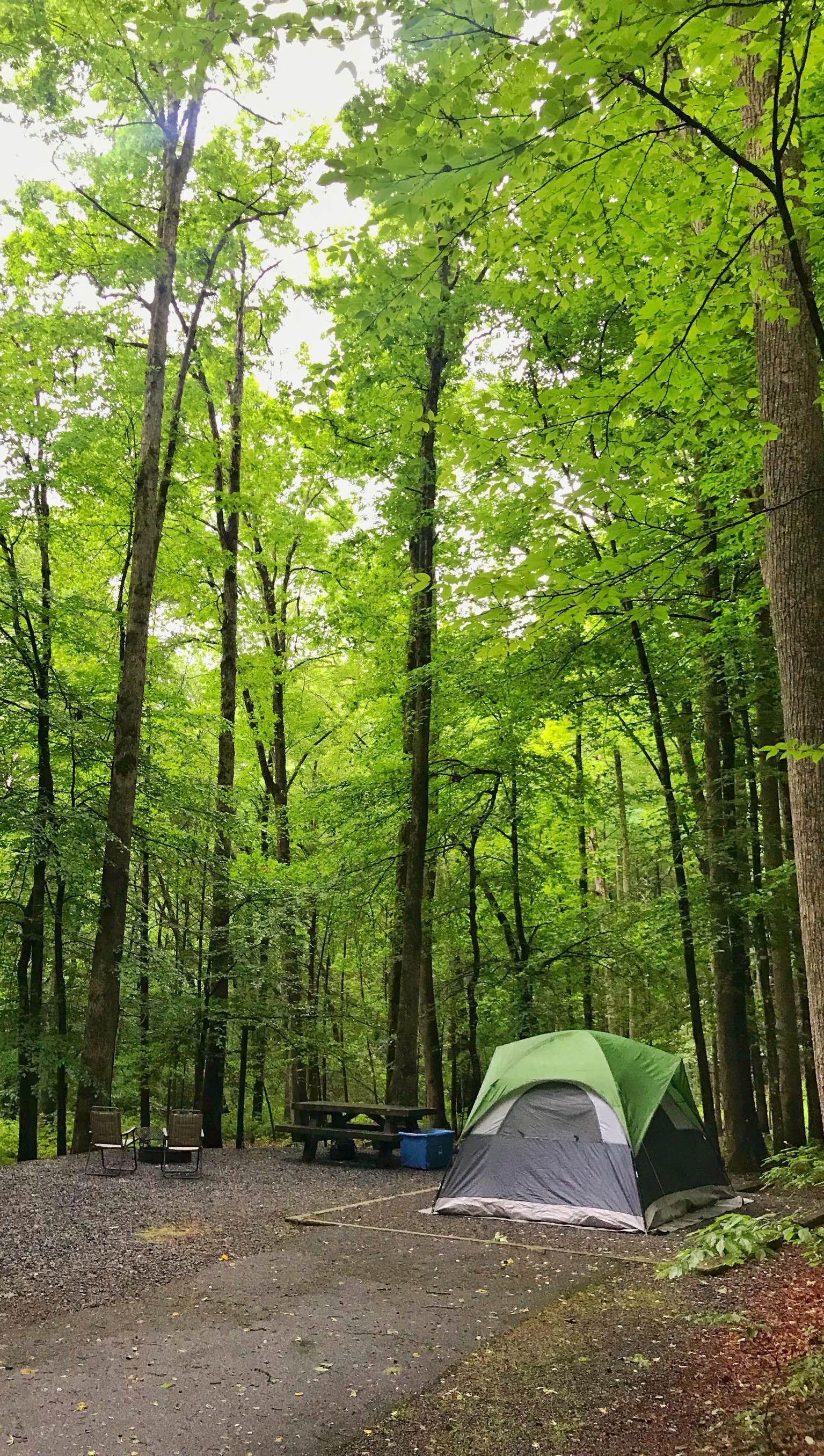 Savannah G.'s photo at Davidson River Campground near Horse Shoe, NC