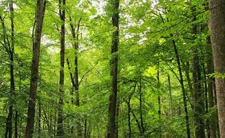 Savannah G.'s photo at Davidson River Campground near Horse Shoe, NC