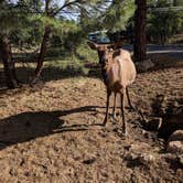 Review photo of Mather Campground — Grand Canyon National Park by Anna C., August 29, 2018