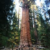 Review photo of Canyon View Group Sites — Kings Canyon National Park by Savannah G., August 29, 2018