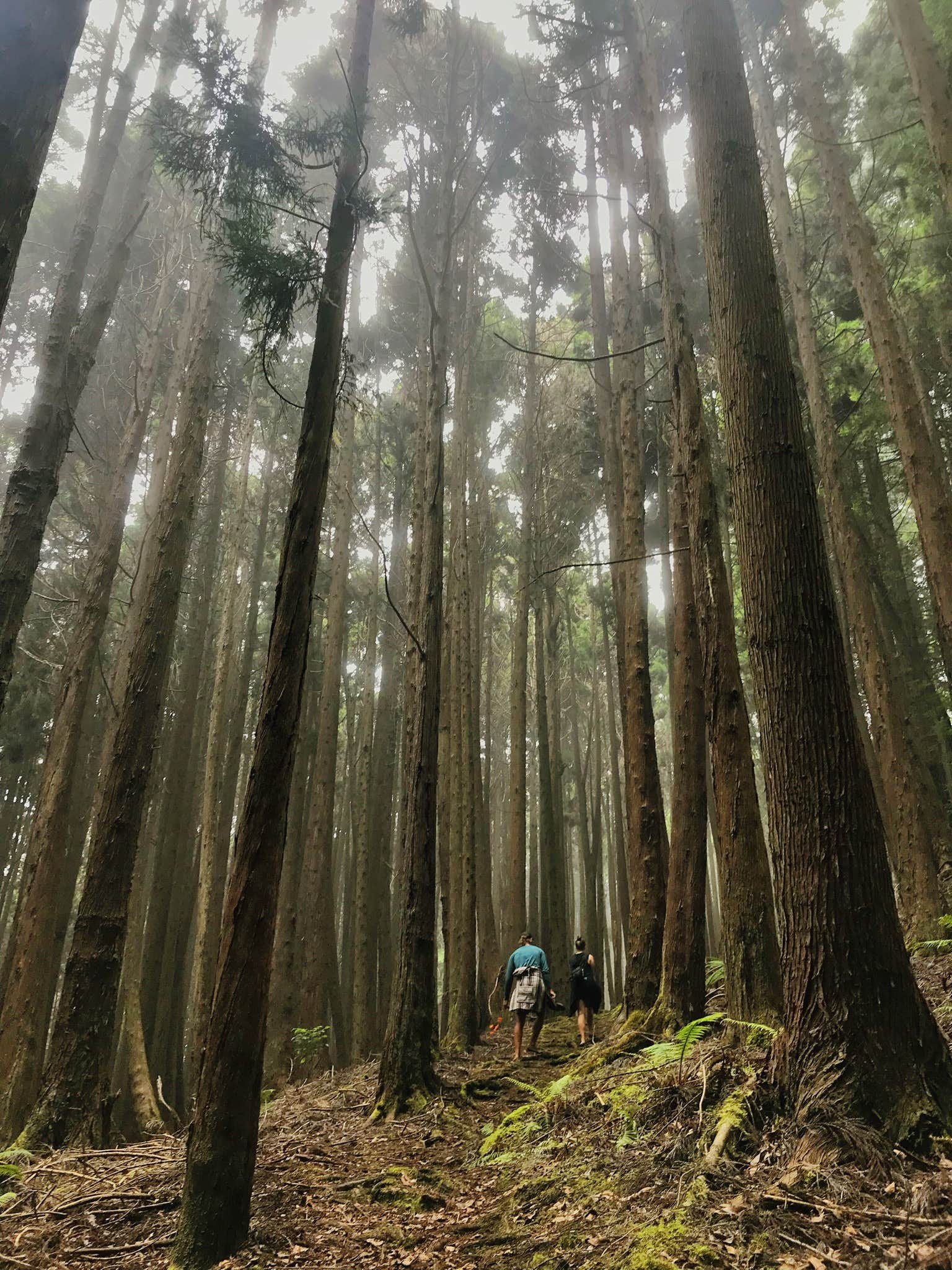 Camper-submitted photo at Polipoli Spring State Recreation Area Camping near Lahaina, HI