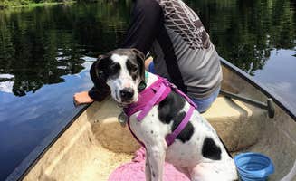 Shayna B.'s photo of camping with pets at Wekiwa Springs State Park Campground near Christmas, FL