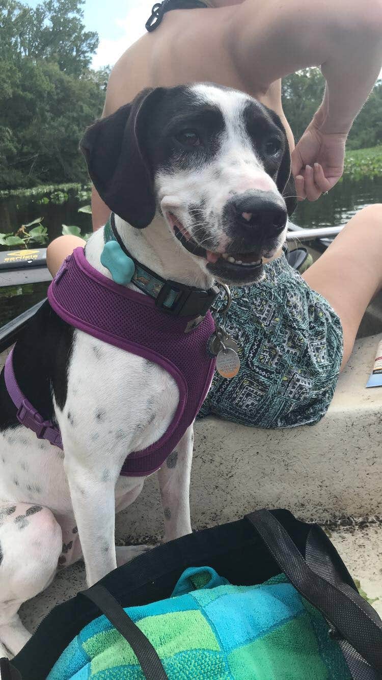 Shayna B.'s photo of camping with pets at Wekiwa Springs State Park Campground near Windermere, FL
