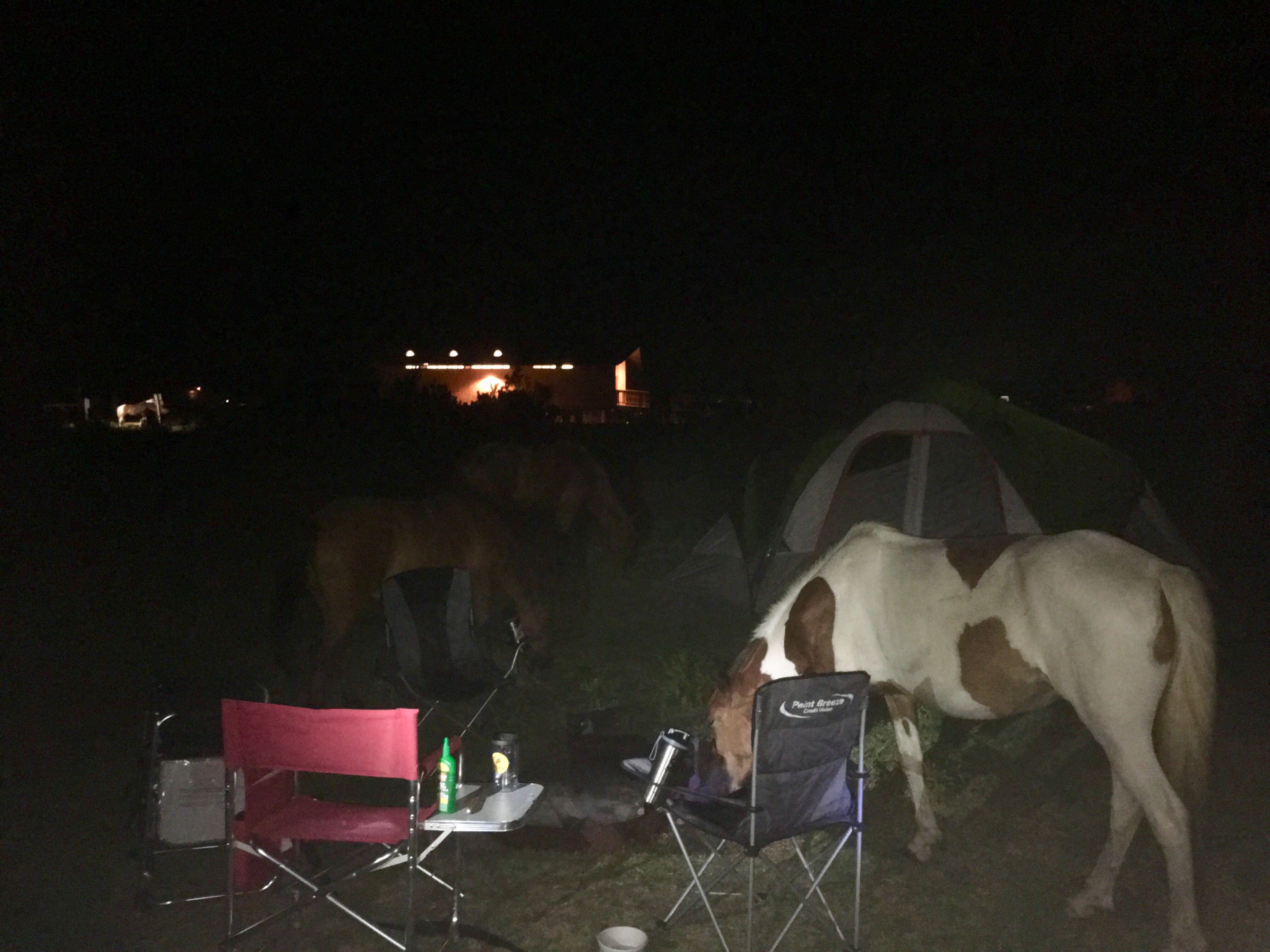 Camper submitted image from Assateague State Park Campground - 3