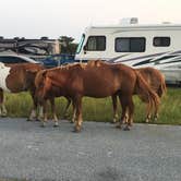 Review photo of Assateague State Park Campground by Tori V., August 29, 2018