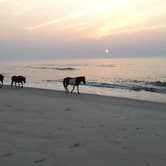 Review photo of Assateague State Park Campground by Tori V., August 29, 2018