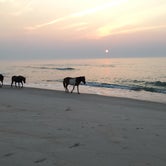 Review photo of Assateague State Park by Tori V., August 29, 2018