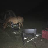 Review photo of Assateague State Park Campground by Tori V., August 29, 2018
