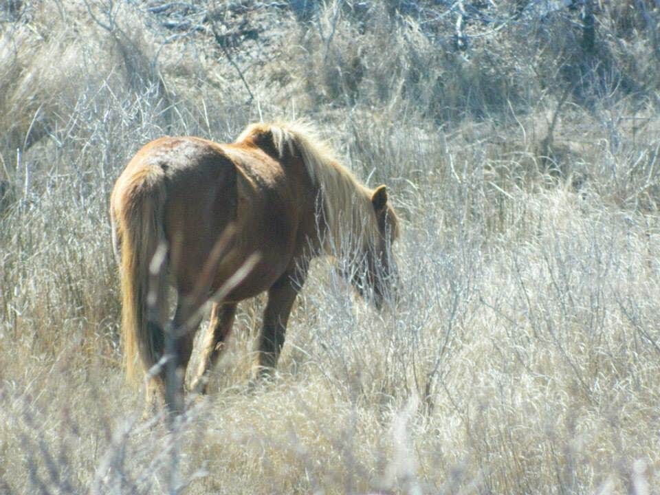 Tori V.'s photo of camping with a horse at Bayside Assateague Campground — Assateague Island National Seashore near Laurel, DE