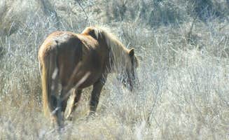 Tori V.'s photo of camping with a horse at Bayside Assateague Campground — Assateague Island National Seashore near Houston, DE