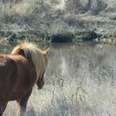 Review photo of Bayside Assateague Campground — Assateague Island National Seashore by Tori V., August 29, 2018