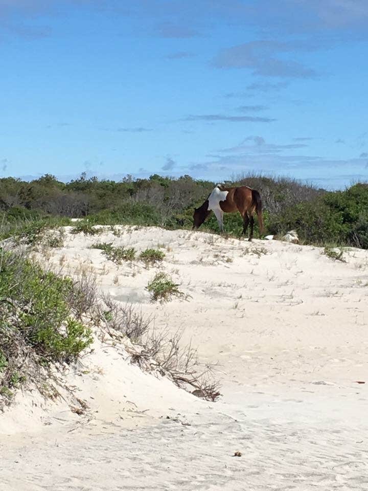 Tori V.'s photo of camping with a horse at Assateague Island National Seashore Oceanside Campground near Rehoboth Beach, DE
