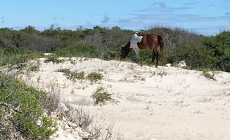 Tori V.'s photo of camping with a horse at Assateague Island National Seashore Oceanside Campground in Maryland