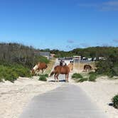 Review photo of Oceanside Assateague Campground — Assateague Island National Seashore by Tori V., August 29, 2018