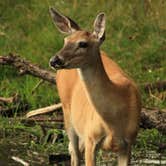 Review photo of Center Lake Campground — Custer State Park by Jutta P., August 29, 2018