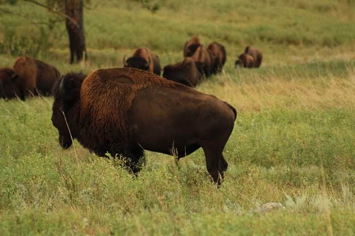 Camper-submitted photo at Center Lake Campground — Custer State Park near Hot Springs, SD