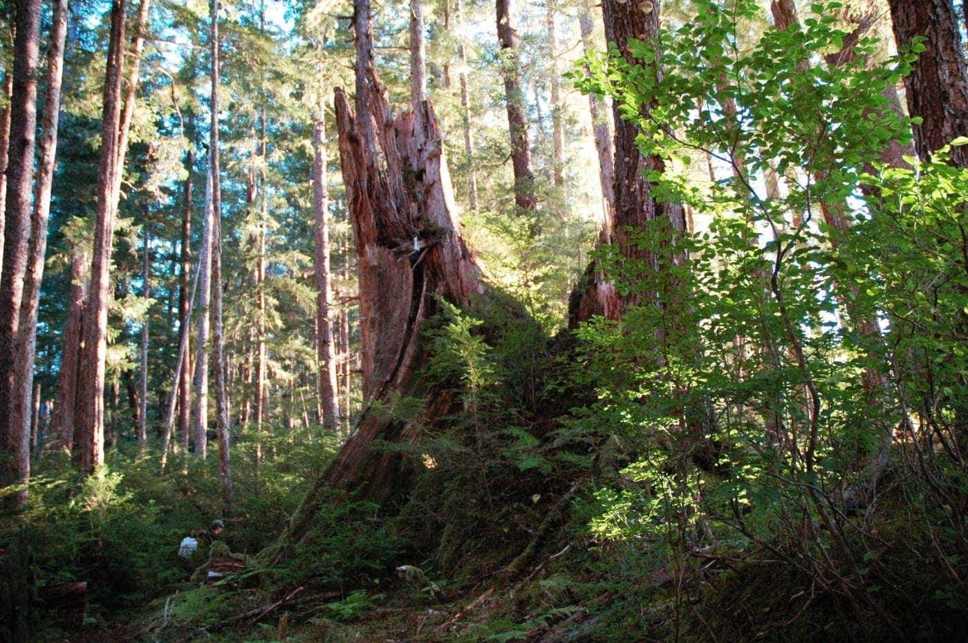 Camper-submitted photo at Lone Branch near Springfield, TN