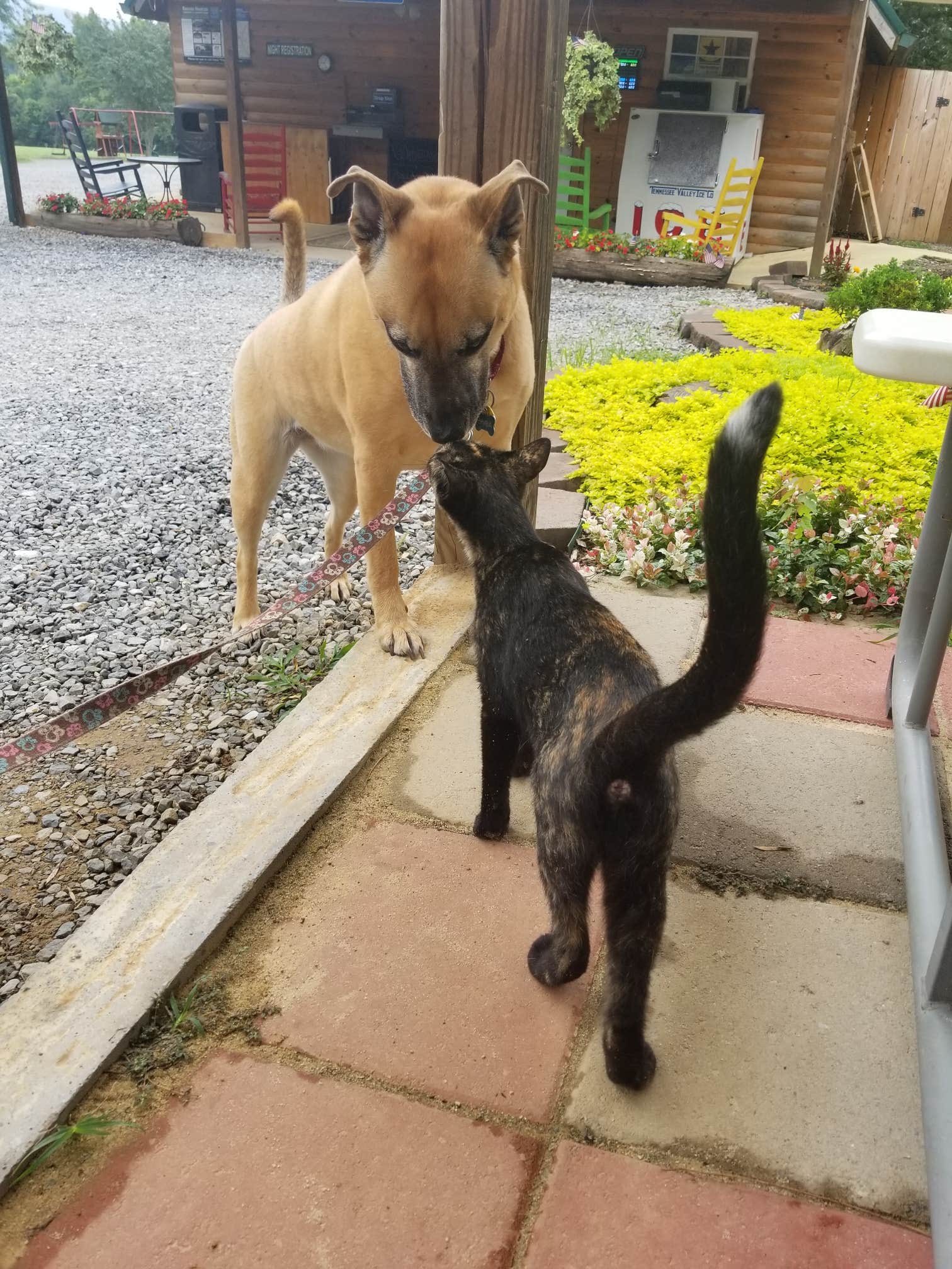 Malaney H.'s photo of camping with pets at Raccoon Mountain Caverns and Campground near Sale Creek, TN