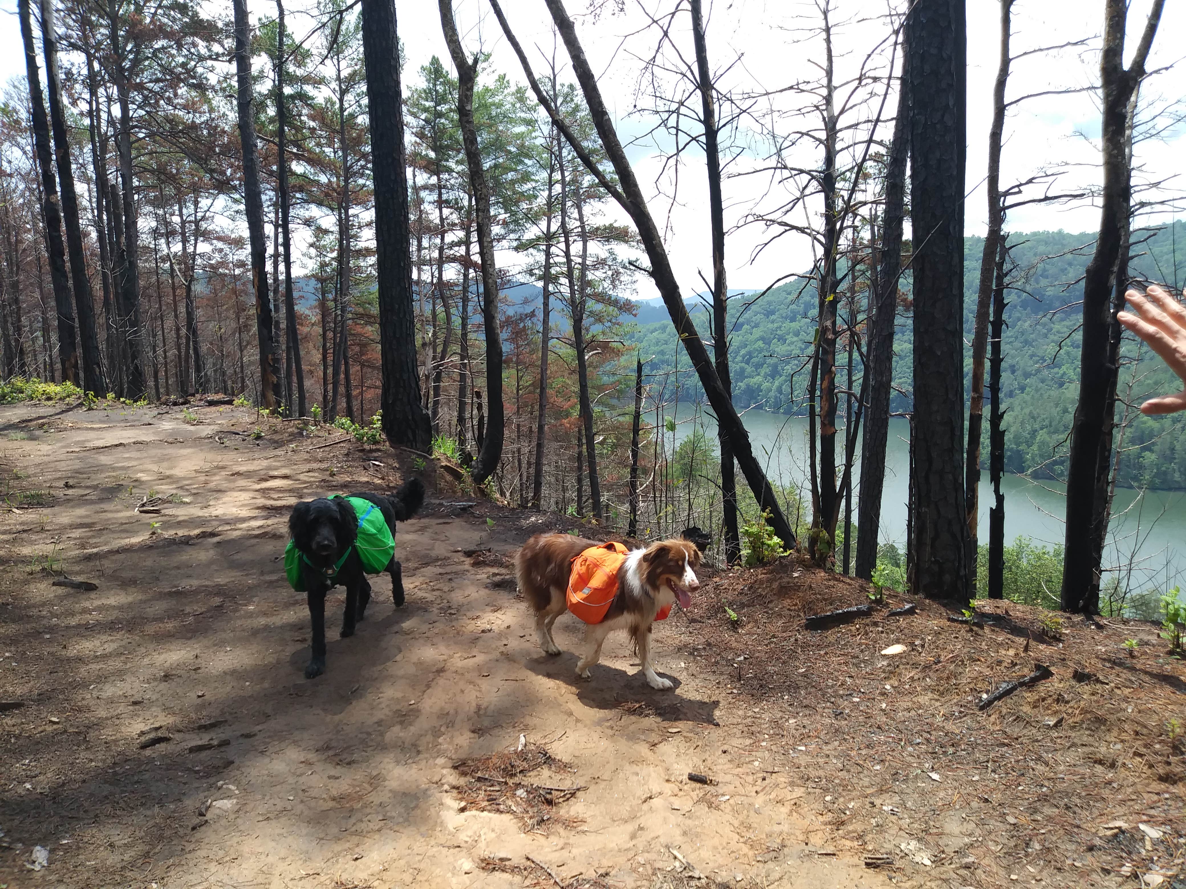 Jennifer T.'s photo of camping with pets at Tallulah Gorge State Park Campground near Helen, GA