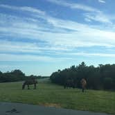 Review photo of Bayside Assateague Campground — Assateague Island National Seashore by Rosie R., August 29, 2018