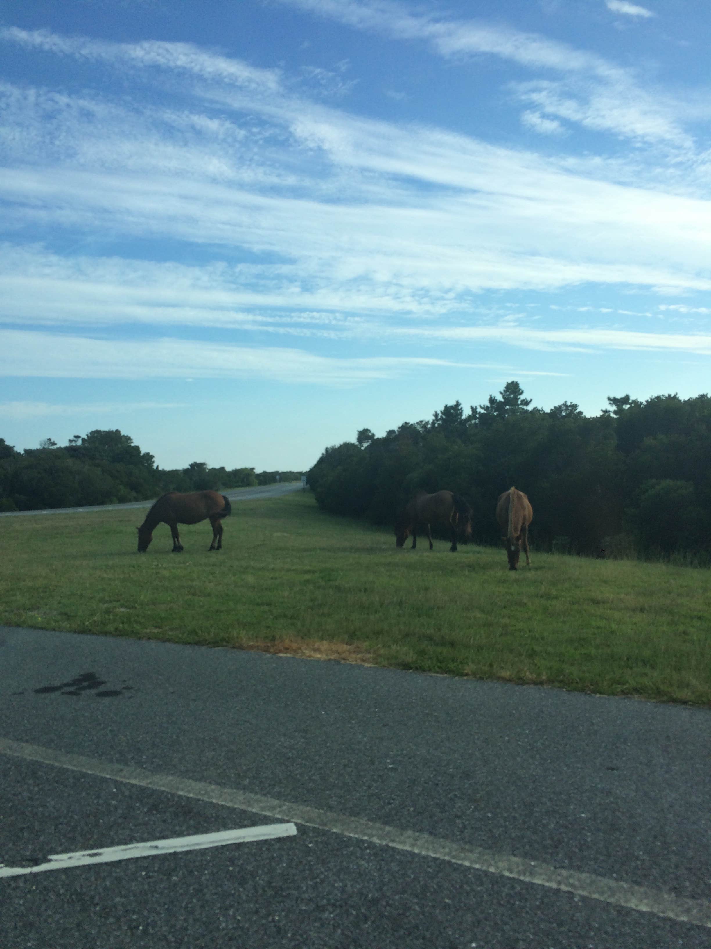 Camper submitted image from Bayside Assateague Campground — Assateague Island National Seashore - 4