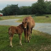 Review photo of Bayside Assateague Campground — Assateague Island National Seashore by Rosie R., August 29, 2018