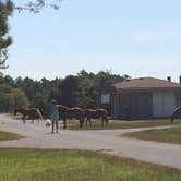 Review photo of Bayside Assateague Campground — Assateague Island National Seashore by Rosie R., August 29, 2018