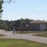 Review photo of Assateague Island National Seashore Campground by Rosie R., August 29, 2018