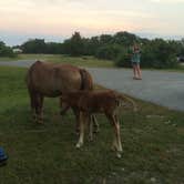 Review photo of Bayside Assateague Campground — Assateague Island National Seashore by Rosie R., August 29, 2018