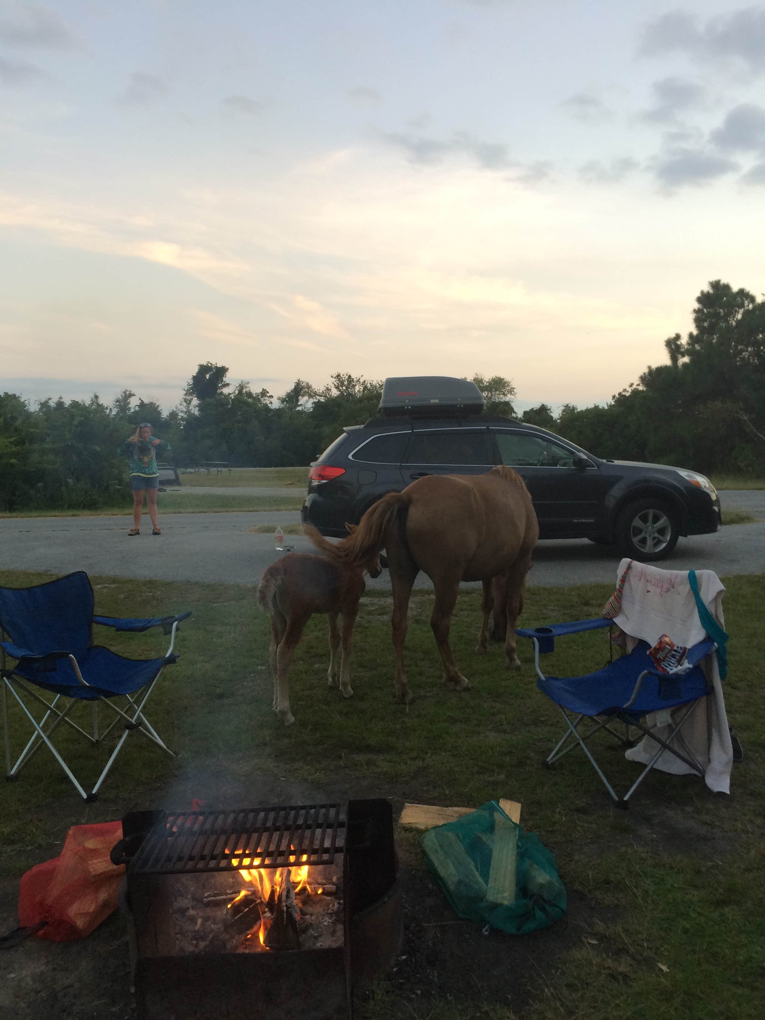 Rosie R.'s photo of camping with a horse at Bayside Assateague Campground — Assateague Island National Seashore near Crisfield, MD