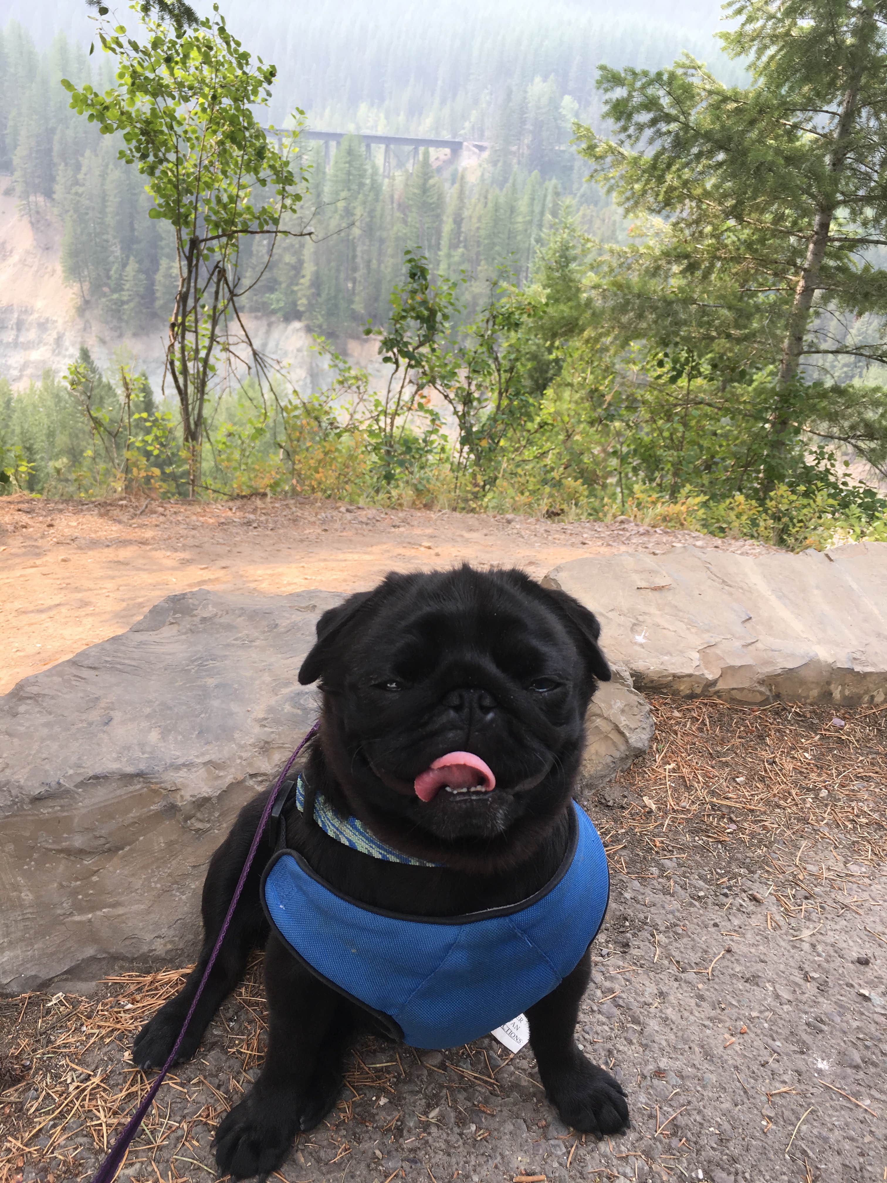 Janet R.'s photo of camping with pets at Glacier Campground near Whitefish, MT