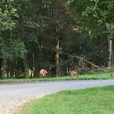 Review photo of Happy Hollow Campground — Nathan Bedford Forrest State Park by Isabel D., August 30, 2018