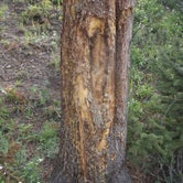 and signs of bear activity to encourage even the stongest heart to buy the bear spray