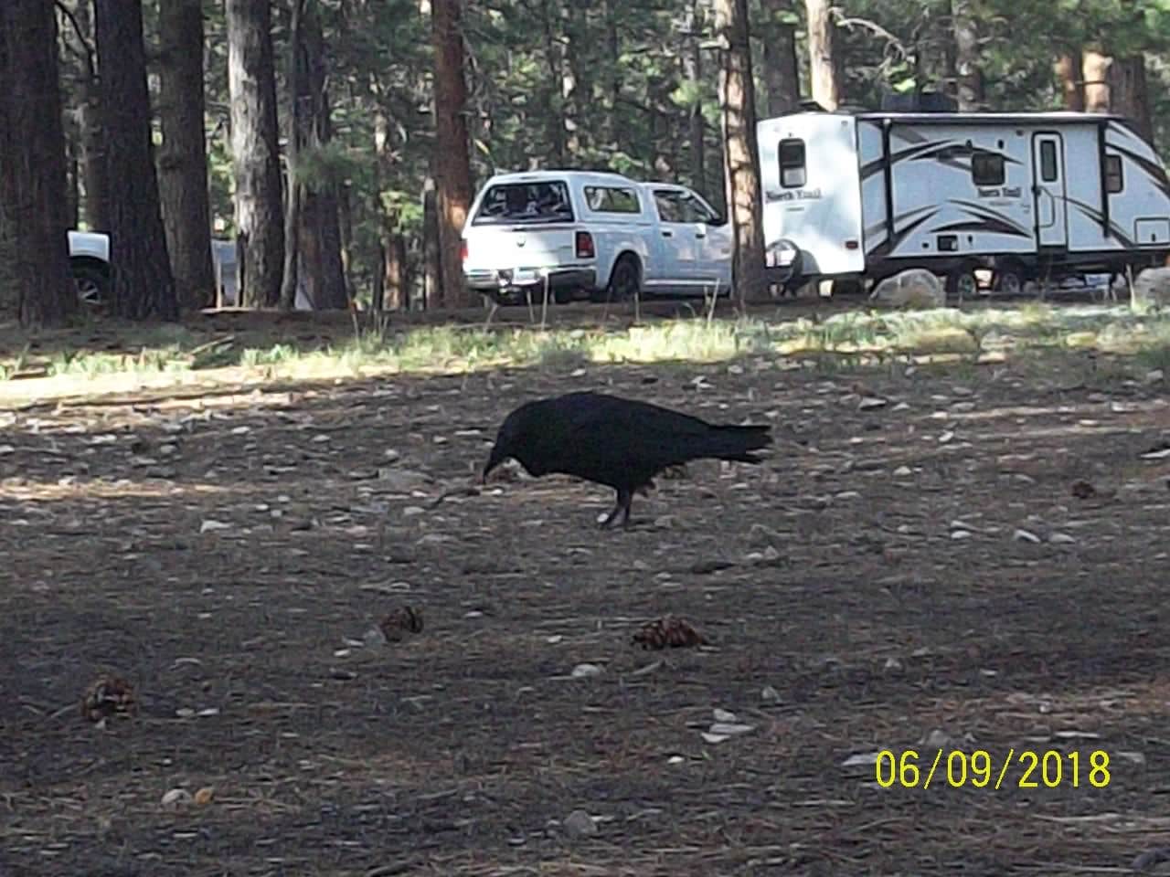 Mary P.'s photo of rv camping at North Rim Campground (Closed for Remainder of 2025)— Grand Canyon National Park near Grand Canyon National Park