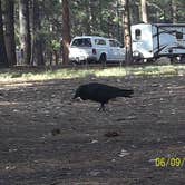 Review photo of North Rim Campground — Grand Canyon National Park by Mary P., August 30, 2018