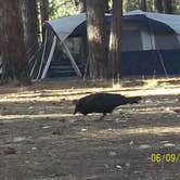 Review photo of North Rim Campground — Grand Canyon National Park by Mary P., August 30, 2018