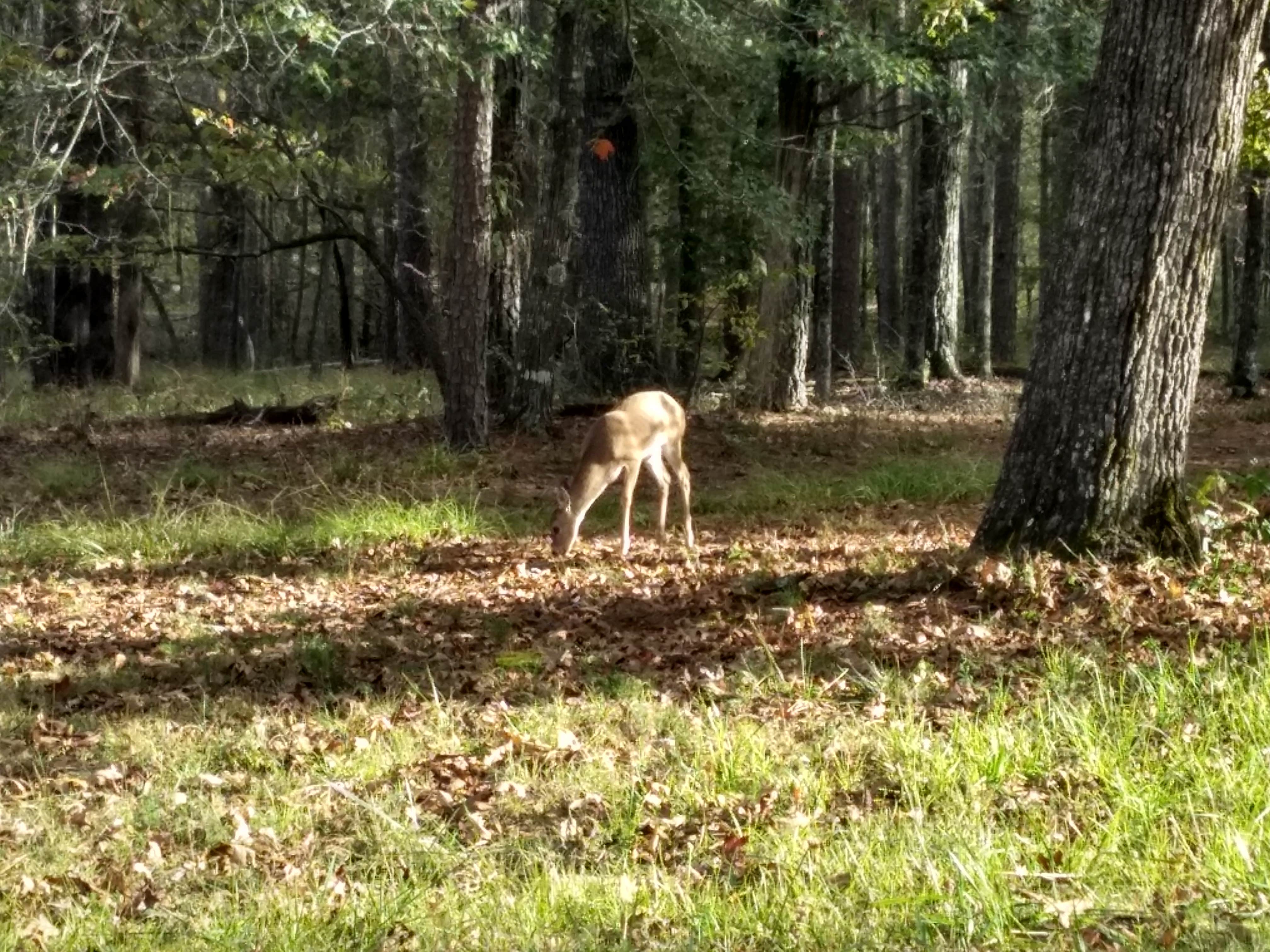 Camper-submitted photo at Chester Frost Park near Ringgold, GA