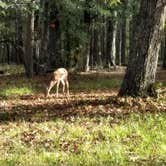 Review photo of Chester Frost Park by Kara P., August 30, 2018