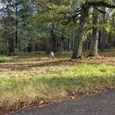 Review photo of Chester Frost Park by Kara P., August 30, 2018