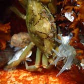 Review photo of Seawall Campground — Acadia National Park by Danielle V., August 1, 2016