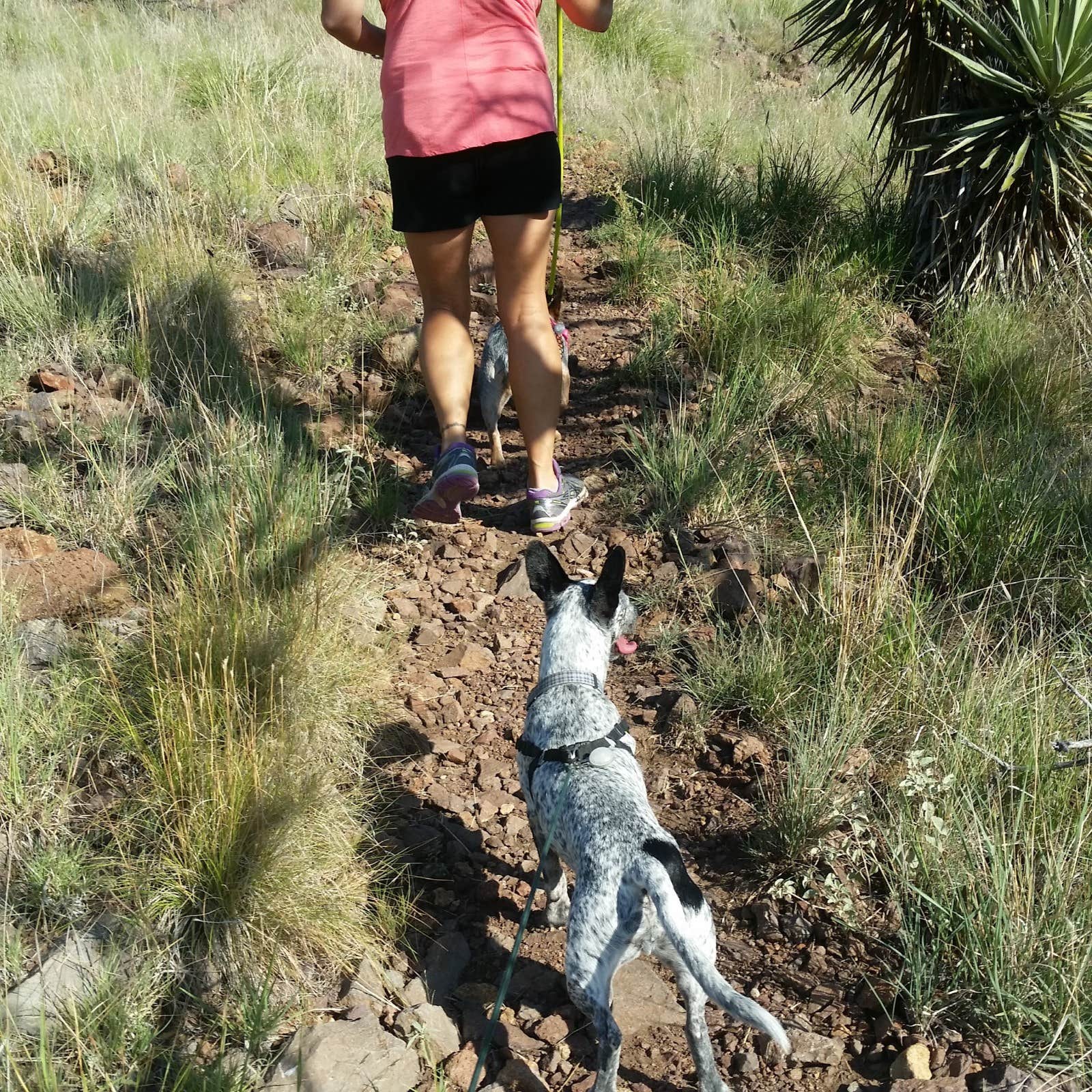 Brittany S.'s photo of camping with pets at Davis Mountains State Park Campground in Texas